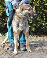 GERALT, Hund, Mischlingshund in Ungarn - Bild 5