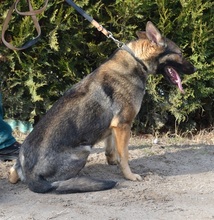 GERALT, Hund, Mischlingshund in Ungarn - Bild 7