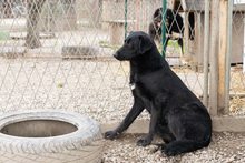 ABBY, Hund, Mischlingshund in Kroatien - Bild 1