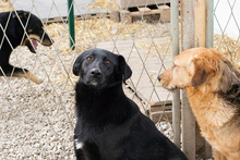 ABBY, Hund, Mischlingshund in Kroatien - Bild 2