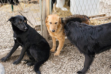 ABBY, Hund, Mischlingshund in Kroatien - Bild 3
