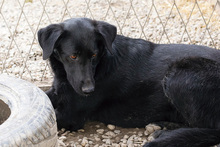 ABBY, Hund, Mischlingshund in Kroatien - Bild 4