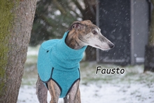 FAUSTO, Hund, Galgo Español in Essingen - Bild 1