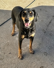 LILLA, Hund, Mischlingshund in Griechenland - Bild 9