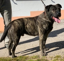 TEJO, Hund, Mischlingshund in Portugal - Bild 1