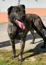 TEJO, Hund, Mischlingshund in Portugal - Bild 3