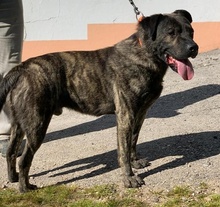 TEJO, Hund, Mischlingshund in Portugal - Bild 5