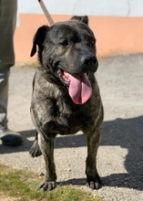 TEJO, Hund, Mischlingshund in Portugal - Bild 6