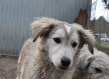 ZOKNI, Hund, Mischlingshund in Ungarn - Bild 4