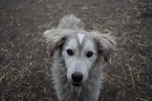 ZOKNI, Hund, Mischlingshund in Ungarn - Bild 5