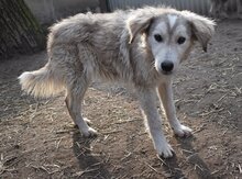 ZOKNI, Hund, Mischlingshund in Ungarn - Bild 6