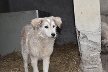 ZOKNI, Hund, Mischlingshund in Ungarn - Bild 9