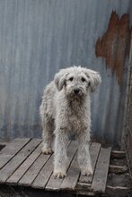 ZOZO, Hund, Mischlingshund in Ungarn - Bild 1
