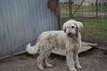 ZOZO, Hund, Mischlingshund in Ungarn - Bild 3