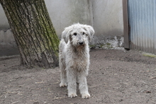 ZOZO, Hund, Mischlingshund in Ungarn - Bild 4
