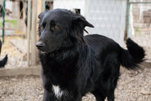 LIMBA, Hund, Mischlingshund in Kroatien - Bild 1