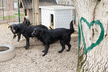 LIMBA, Hund, Mischlingshund in Kroatien - Bild 3