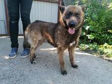 CICERO, Hund, Mischlingshund in Ungarn - Bild 10