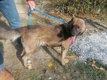 CICERO, Hund, Mischlingshund in Ungarn - Bild 11