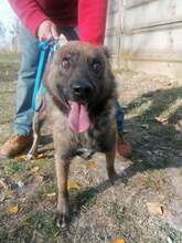 CICERO, Hund, Mischlingshund in Ungarn - Bild 12