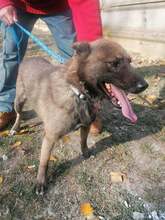CICERO, Hund, Mischlingshund in Ungarn - Bild 13