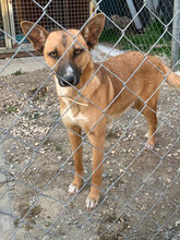 PATATONA, Hund, Mischlingshund in Italien - Bild 4