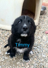 TIMMY, Hund, Maremmano-Mix in Italien - Bild 1