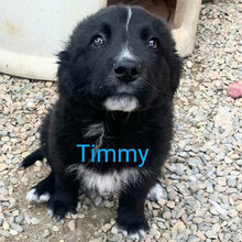 TIMMY, Hund, Maremmano-Mix in Italien - Bild 2