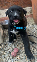 TOMMY, Hund, Maremmano-Mix in Italien - Bild 2