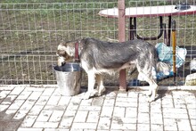 FLEUR, Hund, Mischlingshund in Hamburg - Bild 12