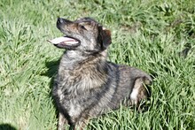 SAMMY, Hund, Mischlingshund in Rumänien - Bild 4