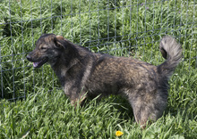 SAMMY, Hund, Mischlingshund in Rumänien - Bild 5