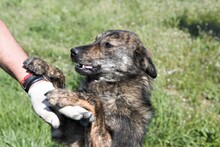 SAMMY, Hund, Mischlingshund in Rumänien - Bild 6
