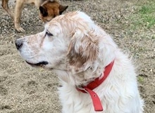 BROWN, Hund, Irish Setter in Italien - Bild 5