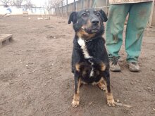 PEGGY, Hund, Mischlingshund in Ungarn - Bild 2