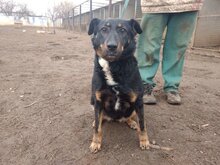 PEGGY, Hund, Mischlingshund in Ungarn - Bild 4