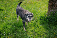ASTOR, Hund, Mischlingshund in Kroatien - Bild 2