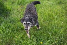 ASTOR, Hund, Mischlingshund in Kroatien - Bild 6