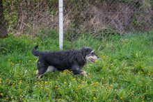 ASTOR, Hund, Mischlingshund in Kroatien - Bild 7