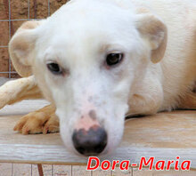 DORA, Hund, Mischlingshund in Italien - Bild 11