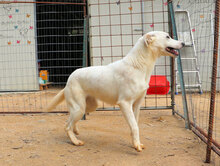 DORAMARIA, Hund, Mischlingshund in Italien - Bild 12