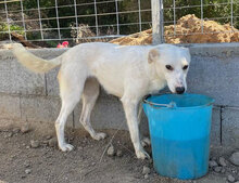 DORA, Hund, Mischlingshund in Italien - Bild 7