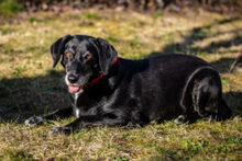 NELA, Hund, Mischlingshund in Lauf - Bild 14
