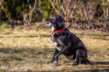 NELA, Hund, Mischlingshund in Lauf - Bild 15