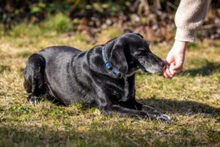 NELA, Hund, Mischlingshund in Lauf - Bild 18