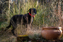 NELA, Hund, Mischlingshund in Lauf - Bild 20