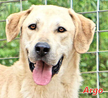 ARGO, Hund, Mischlingshund in Italien - Bild 1