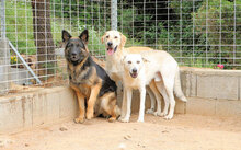 ARGO, Hund, Mischlingshund in Italien - Bild 10