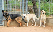 ARGO, Hund, Mischlingshund in Italien - Bild 11