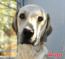 ARGO, Hund, Mischlingshund in Italien - Bild 12